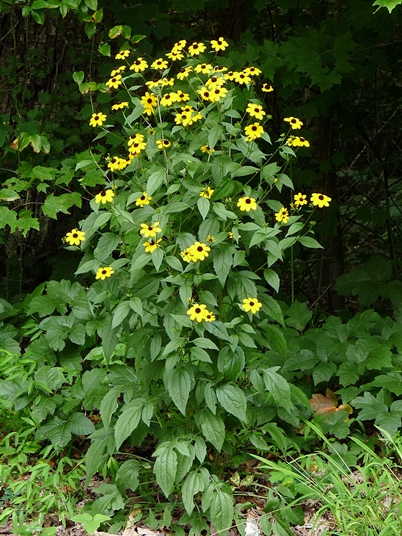 {Rudbeckia subtomentosa}